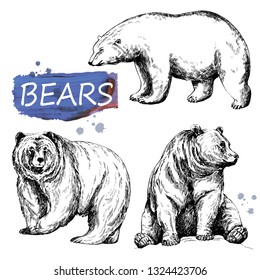 Set of hand drawn sketch style bears isolated on white background. Vector illustration.