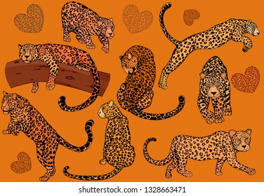 Set of hand drawn sketch style leopards. Vector illustration.