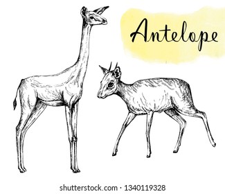 Set of hand drawn sketch style gerenuk and dik-dik isolated on white background. Vector illustration.