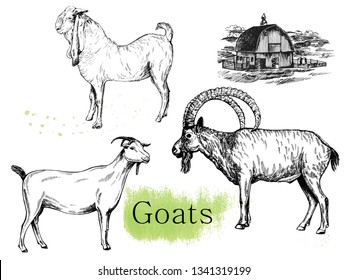 Set of hand drawn sketch style goats and farm house isolated on white background. Vector illustration.