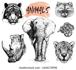 Set of hand drawn sketch style portraits of tiger, rhino, elephant, raccoon, python and leopard isolated on white background. Vector illustration.