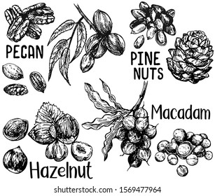 Set of hand drawn sketch style different kinds of nuts isolated on white background. Vector illustration.