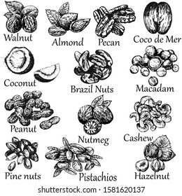 Set of hand drawn sketch style different kinds of nuts isolated on white background. Vector illustration.