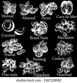 Set of hand drawn sketch style different kinds of nuts isolated on black background. Vector illustration.