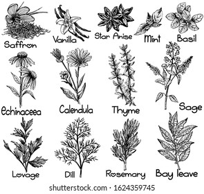 Set of hand drawn sketch style different kinds of plants isolated on white background. Vector illustration.