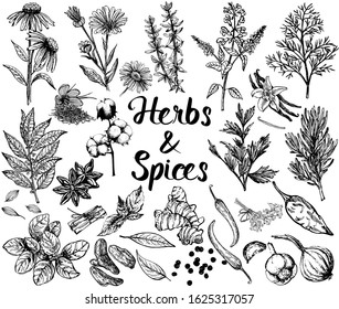 Set of hand drawn sketch style different kinds of herbs and spices isolated on white background. Vector illustration.