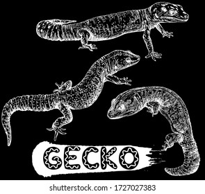 Set of hand drawn sketch style geckos isolated on black background. Vector illustration.