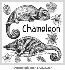 Set of hand drawn sketch style chameleons and plants isolated on white background. Vector illustration.