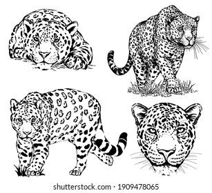 Conjunto de leopardos de dibujo a mano aislados sobre fondo blanco. Ilustración vectorial.