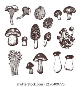 Set of hand drawn sketch style mushrooms