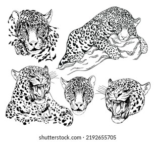 Set of hand drawn sketch style leopards isolated on white background. Vector illustration.