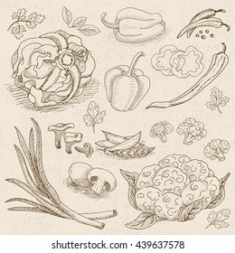 Set of hand drawn, in sketch style, food and spices, old paper textured background. Vegetables set cabbage, cauliflower, green onions, mushrooms, bell pepper, bay leaf. Hand drawn vector illustration.
