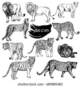 Set of hand drawn sketch style big cats. Vector illustration isolated on white background.