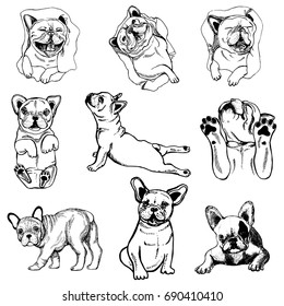 Set of hand drawn sketch style bulldogs. Vector illustration isolated on white background.