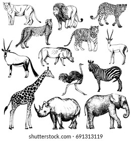 Set of hand drawn sketch style African animals and tiger. Vector illustration isolated on white background.