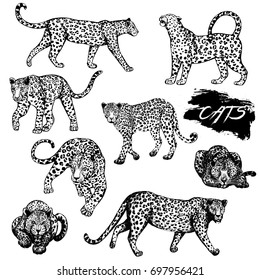 Set of hand drawn sketch style leopards. Vector illustration isolated on white background.