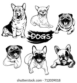 Set of hand drawn sketch style dogs - welsh corgi, chihuahua, pugs and french bulldogs. Vector illustration isolated on white background.