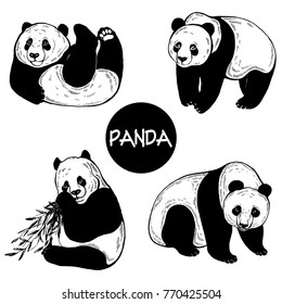 Set of hand drawn sketch style pandas. Vector illustration isolated on white background.