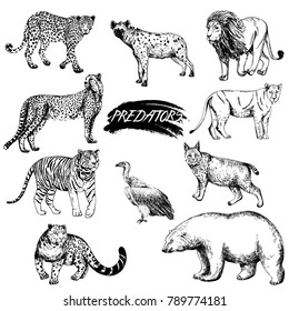 Set of hand drawn sketch style predator animals. Vector illustration isolated on white background.