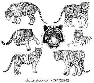 Set of hand drawn sketch style tigers. Vector illustration isolated on white background.