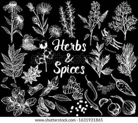 Set of hand drawn sketch style different kinds of herbs and spices isolated on black background. Vector illustration.