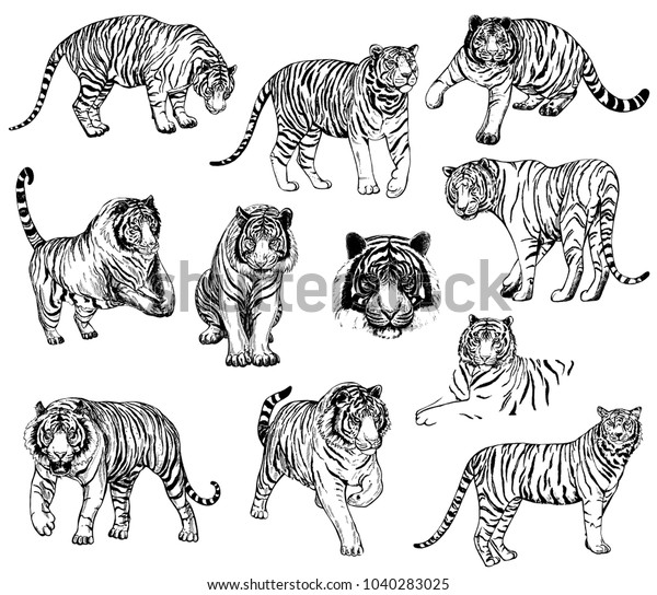 Set Hand Drawn Sketch Style Tigers Stock Vector (Royalty Free ...