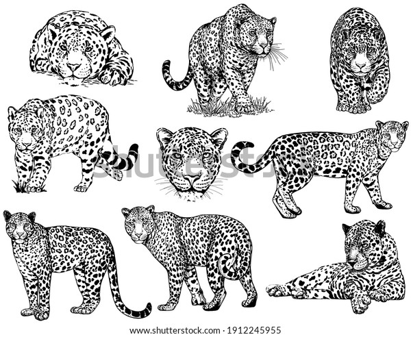 Set of hand drawn sketch style\
leopards isolated on white background. Vector\
illustration.