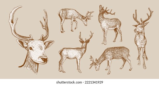 Set of hand drawn sketches of Deer isolated on beige background. Vector illustration of wild stag. Vintage engrave of Sika Deer. Forest animals sepia sketch