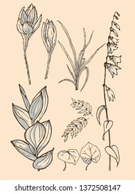 A set of hand drawn sketches, painted floral elements. Vector. Eps 8.