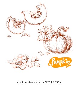 Set of hand drawn sketches of pumpkins isolated on white background. Vector vintage line art illustration of vegetable. Decorative element for your food and natural product design.
