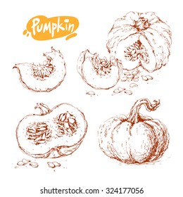 Set of hand drawn sketches of pumpkins isolated on white background. Vector vintage line art illustration of vegetable. Decorative element for your food and natural product design.
