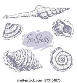 Set of hand drawn sketches of sea shells. Collection of sea shells. Black and white vector illustration. Ink vintage sketch. Decorative elements or your design isolated on white background.
