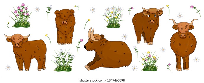 Set of hand drawn small and big highland brown cows, which are sitting, standing, lying on the ground with flowers, meadow clover, buttercup, daffodils