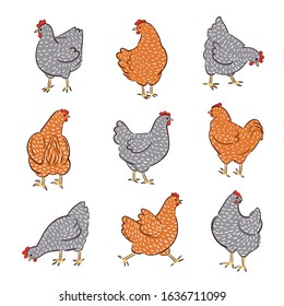 Set of hand drawn speckled hens, Chicken food vector illustration.