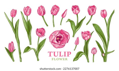 Set of hand drawn Spring pink Tulip flowers. Vector illustration of plant elements for floral design. Colored sketch of flowers isolated on a white background. Beautiful bouquet of magenta Tulips