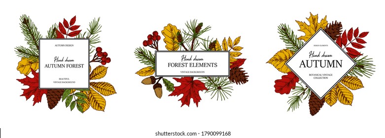 Set of hand drawn square autumn botanical frame with leaves, cones, fir tree branches and berries. Vector illustration in colored sketch style isolated on white. Space for text