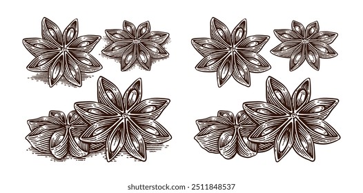 Set of Hand Drawn Star Anise, Line Art Engraving Style Vector Illustration