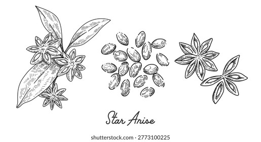 set of hand drawn star anise with leaves, vintage botanical illustration