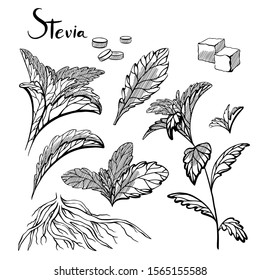 Set of hand drawn stevia plants with hatching. Natural healthy sweetener. Useful herbal organic product. Plant with branches, leaves, sugar cubes and sweetener. Vector engraving element 