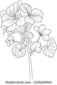 Set of hand drawn stylized outline geranium flower isolated on white background. Highly detailed vector illustration, botanic leaf branch or buds engraved ink art coloring page for children or adult