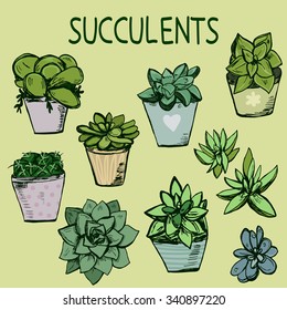 Set of hand drawn succulent plants in color