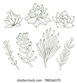 Set of hand drawn succulents. Vector illustration.