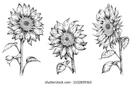 set of hand drawn sunflower illustrations in engraved style, isolated on white background
