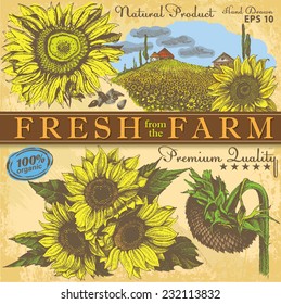 set of hand drawn sunflowers on vintage paper