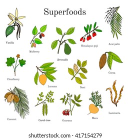 Set of hand drawn superfood: acai, goji, cacao, lucuma, vanilla, mulberry, avocado, noni, carob, guarana, maca, coconut, cloudberry, laminaria. Vector illustration