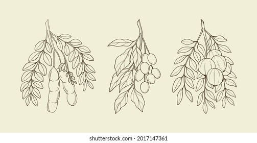 Set of hand drawn tamarind, neem, amla. Ayurvedic plants