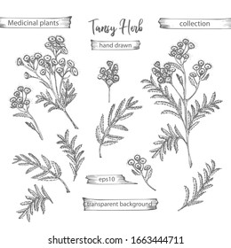 Set hand drawn of tansy, lives and flowers in black color isolated on white background. Retro vintage graphic design. Botanical sketch drawing, engraving style. Vector illustration.