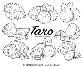Conjunto de ilustración de dibujo de esquema de vegetales de raíz de taro dibujado a mano