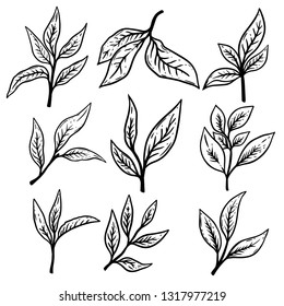Set of hand drawn tea leaves illustrations. Design element for poster,label, card, banner, flyer. Vector illustration
