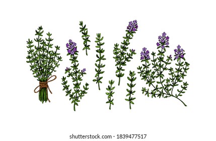 Set of hand drawn thyme branches in bloom. Vector illustration isolated on white. Botanical herbal plant in vintage colored sketch style. Thymus vulgaris.